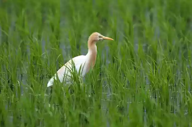 Free download bird cattle egret ornithology free picture to be edited with GIMP free online image editor