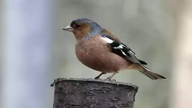 Free download bird chaffinch finch bird watching free picture to be edited with GIMP free online image editor