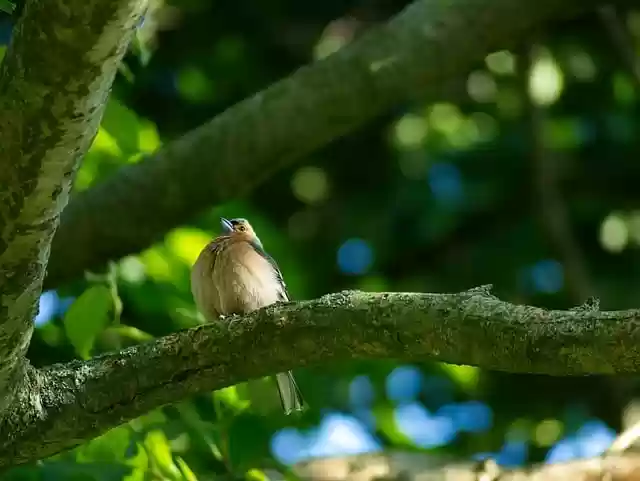 Free download bird chaffinch tree branch free picture to be edited with GIMP free online image editor
