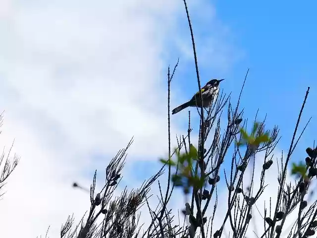 Free download Bird Cliff Sea -  free photo or picture to be edited with GIMP online image editor