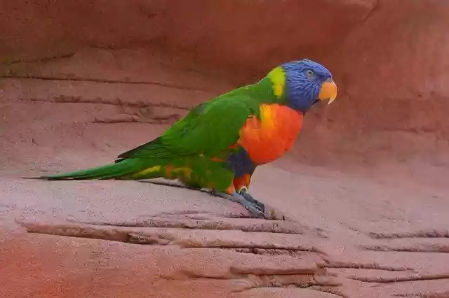 Free download Bird Color Colorful -  free photo or picture to be edited with GIMP online image editor