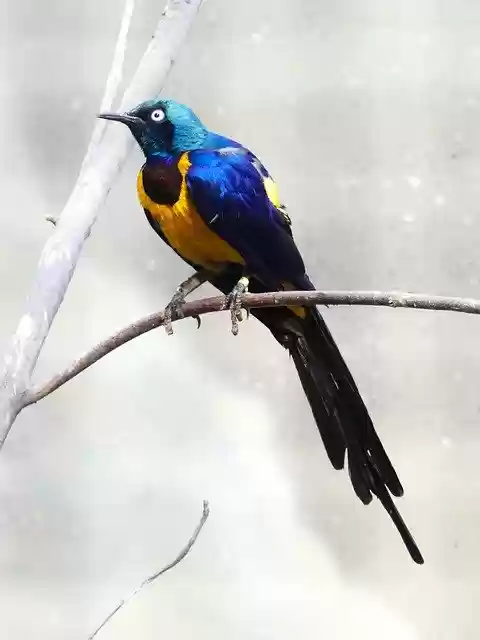 Free download Bird Colorful Nature -  free photo or picture to be edited with GIMP online image editor