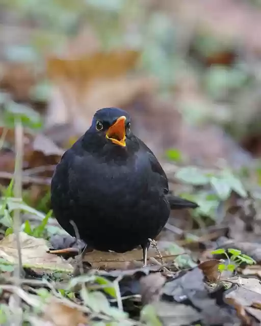 Free download bird common blackbird beak free picture to be edited with GIMP free online image editor