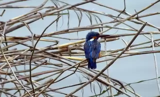 Free download Bird Common Kingfisher Alcedo free photo template to be edited with GIMP online image editor