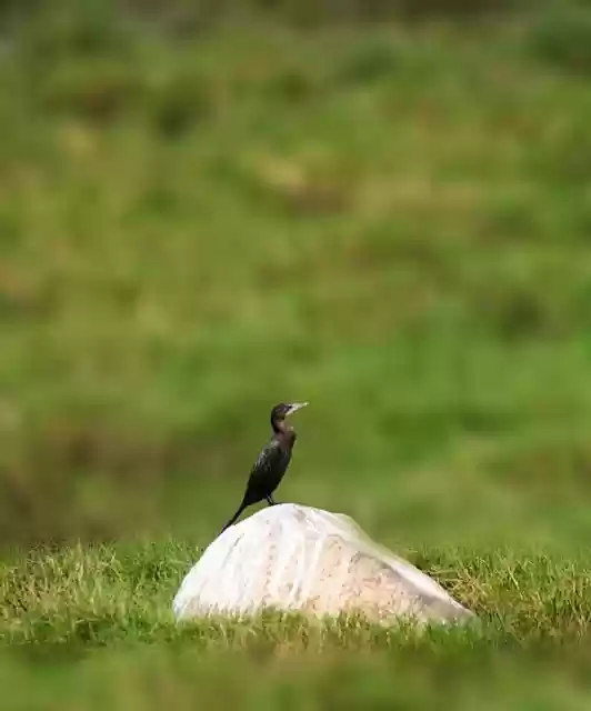 Free download bird cormorant birdwatching nature free picture to be edited with GIMP free online image editor