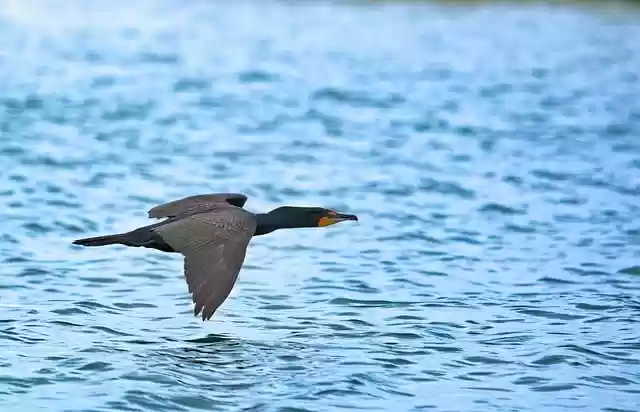 Free download bird cormorant flight animal free picture to be edited with GIMP free online image editor