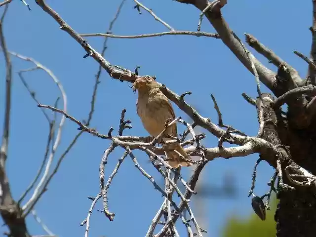 Free download Bird Corn Bunting Cruixidell -  free photo or picture to be edited with GIMP online image editor