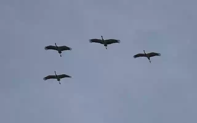 Free download Bird Crane Demoiselle Grus -  free photo or picture to be edited with GIMP online image editor