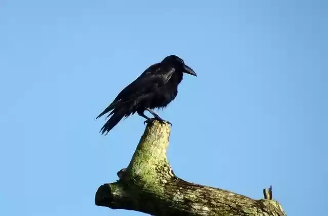 Free download Bird Crow Indian Jungle -  free photo or picture to be edited with GIMP online image editor