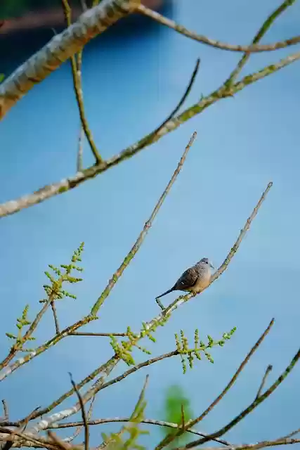 Free download bird cuckoo dove wild free picture to be edited with GIMP free online image editor
