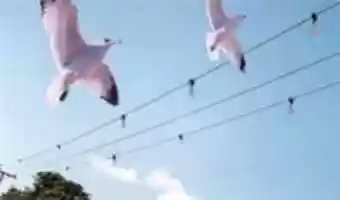 Free download Bird Diverters Technology - Welkin free photo or picture to be edited with GIMP online image editor