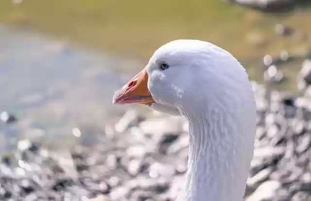 Free download bird domestic goose goose fauna free picture to be edited with GIMP free online image editor