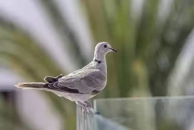 Free download bird dove african collared dove free picture to be edited with GIMP free online image editor