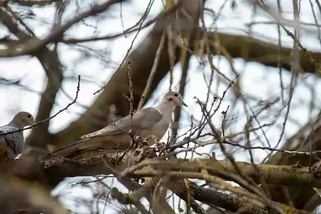 Free download bird dove ornithology species free picture to be edited with GIMP free online image editor