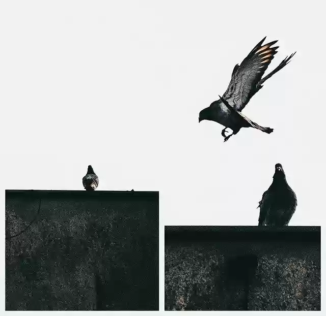 Free download Bird Dove Pen -  free photo or picture to be edited with GIMP online image editor