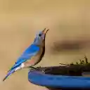 Bird Drinking Water  screen for extension Chrome web store in OffiDocs Chromium