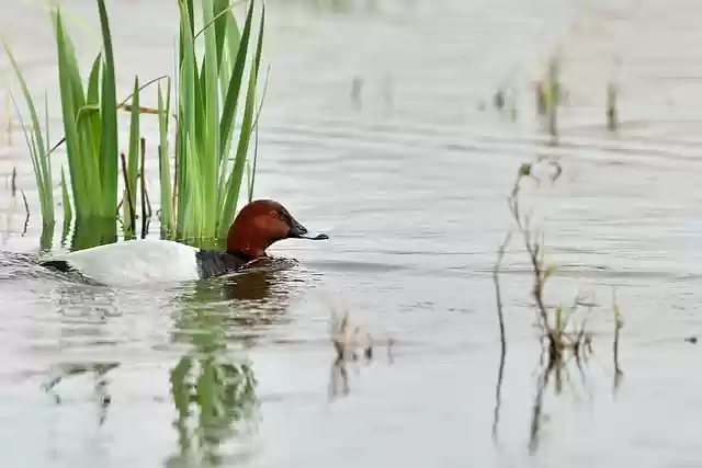 Free download bird duck ornithology pond species free picture to be edited with GIMP free online image editor