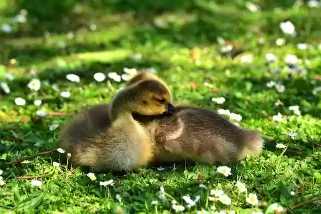 Free download bird ducks ducklings meadow nature free picture to be edited with GIMP free online image editor