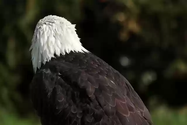 Free download bird eagle neck neck feathers free picture to be edited with GIMP free online image editor