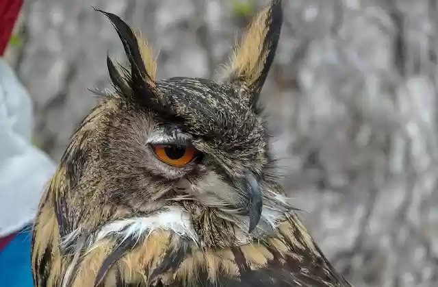 تنزيل مجاني Bird Eagle Owl Wild - صورة مجانية أو صورة ليتم تحريرها باستخدام محرر الصور عبر الإنترنت GIMP
