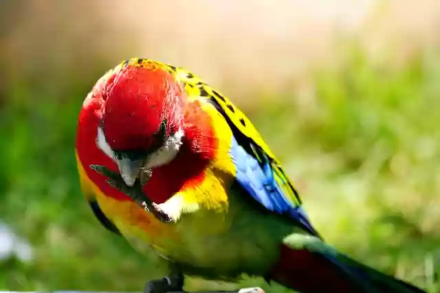 Free download bird eastern rosella rosella free picture to be edited with GIMP free online image editor