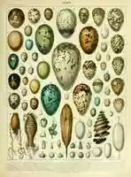 Free download Bird Eggs by Adolphe Millot free photo or picture to be edited with GIMP online image editor