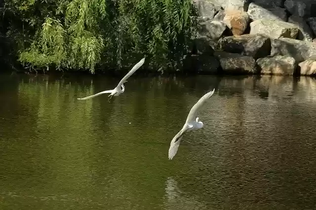 Free download Bird Egret Flying -  free photo or picture to be edited with GIMP online image editor