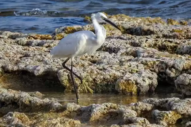 Free download bird egret little egret animal free picture to be edited with GIMP free online image editor