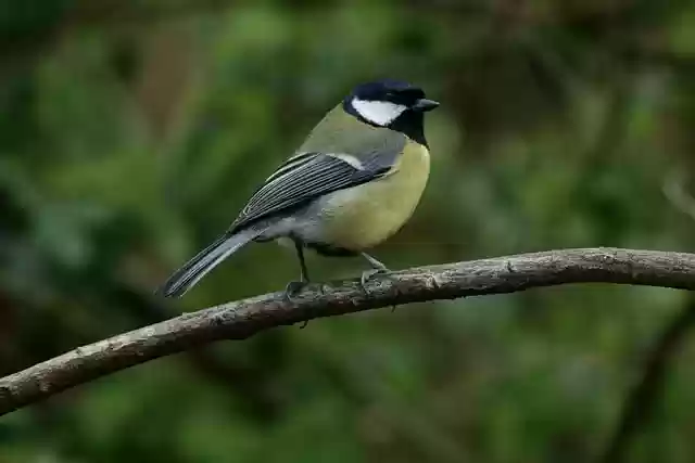 Free download bird eurasian blue tit great tit free picture to be edited with GIMP free online image editor