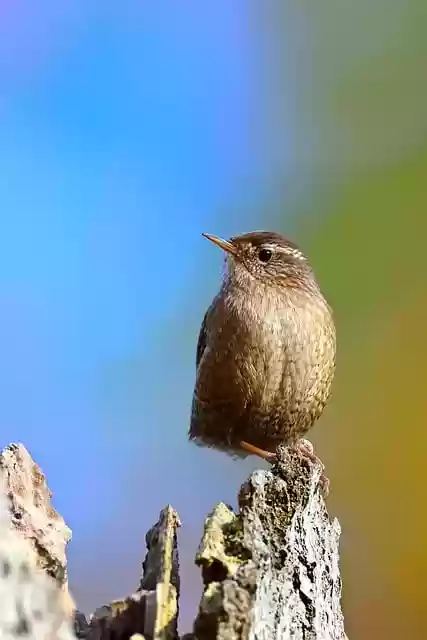 Free download bird eurasian wren perched wren free picture to be edited with GIMP free online image editor