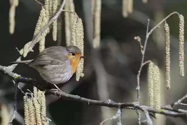 Free download bird european robin perched free picture to be edited with GIMP free online image editor