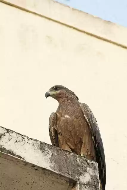 Free download bird eyes bill spots feathers free picture to be edited with GIMP free online image editor