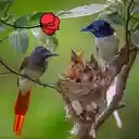 Bird family wallpaper  screen for extension Chrome web store in OffiDocs Chromium