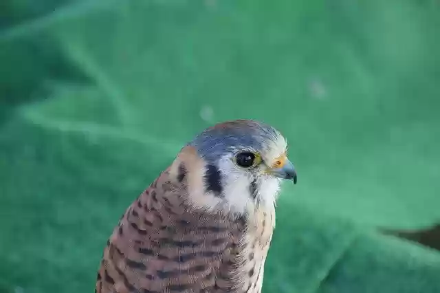 Free download Bird Feather Animals Of -  free photo or picture to be edited with GIMP online image editor