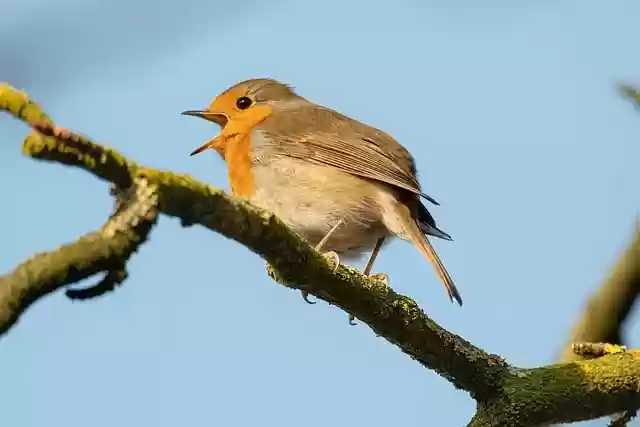 Free download bird feathered animal robin free picture to be edited with GIMP free online image editor