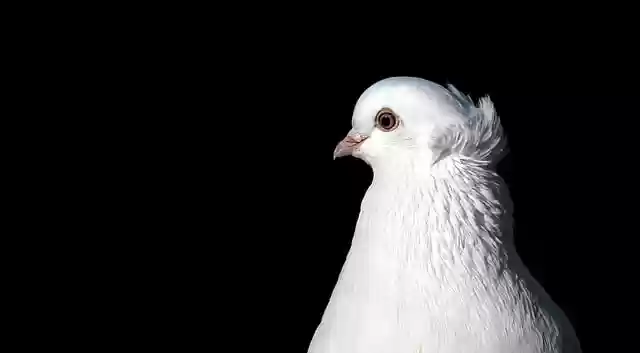 GIMP ücretsiz çevrimiçi resim düzenleyiciyle düzenlenecek ücretsiz indir kuş tüyleri tüyler ornitoloji ücretsiz resmi