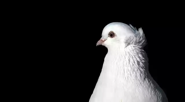 Muat turun percuma gambar percuma bulu burung bulu burung ornitologi untuk diedit dengan editor imej dalam talian percuma GIMP