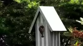 Free download Bird Feeding Nature -  free photo or picture to be edited with GIMP online image editor