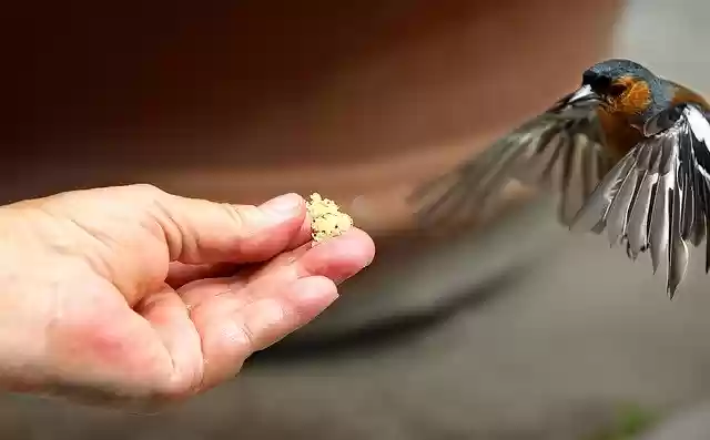 Free download Bird Feed Trustful Flight -  free photo or picture to be edited with GIMP online image editor