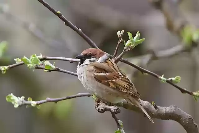 Free download bird field sparrow garden spring free picture to be edited with GIMP free online image editor