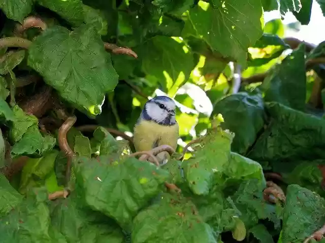 Free download Bird Garden Blue Tit -  free photo or picture to be edited with GIMP online image editor