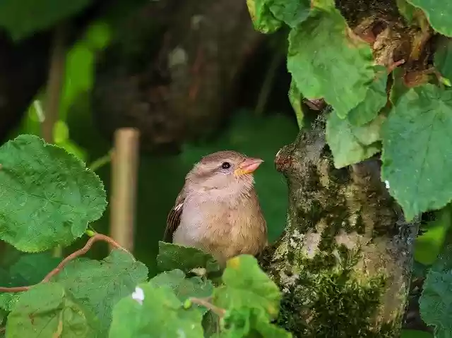 Free download Bird Garden Sparrow -  free photo or picture to be edited with GIMP online image editor