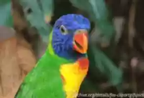 Free download Bird Gifs 2 free photo or picture to be edited with GIMP online image editor