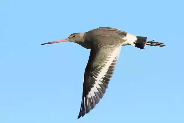 Free download bird godwit black tailed godwit free picture to be edited with GIMP free online image editor