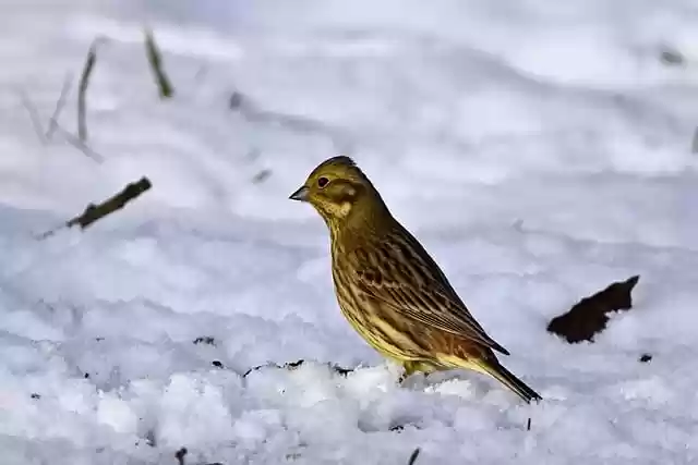 Free download bird goldammer winter forest snow free picture to be edited with GIMP free online image editor