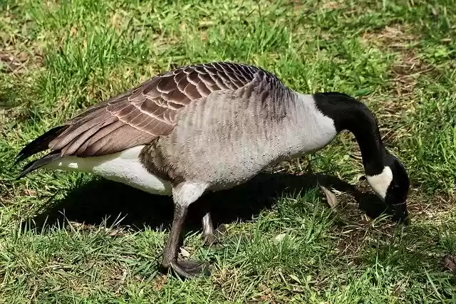 Free download bird goose ornithology species free picture to be edited with GIMP free online image editor