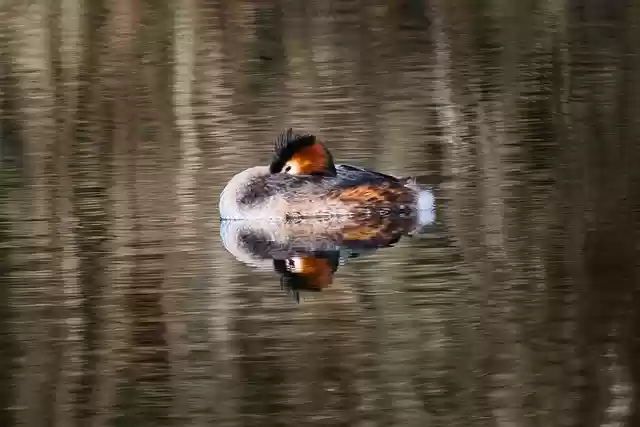 Free download bird great crested grebe ornithology free picture to be edited with GIMP free online image editor