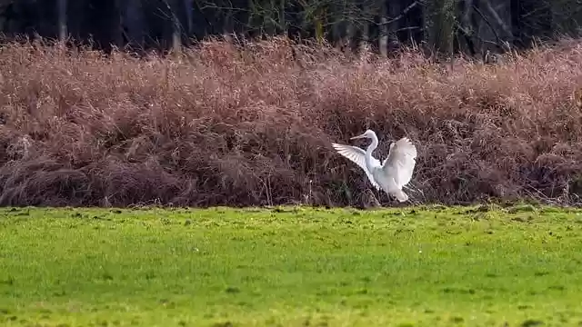 Free download bird great egret heron wing animal free picture to be edited with GIMP free online image editor