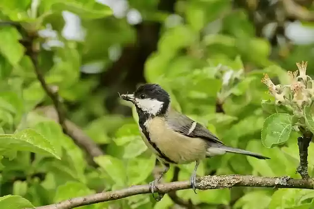 Free download bird great tit tit feed spring free picture to be edited with GIMP free online image editor