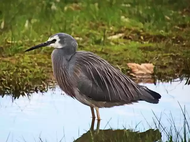 Free download Bird Grey Heron -  free free photo or picture to be edited with GIMP online image editor